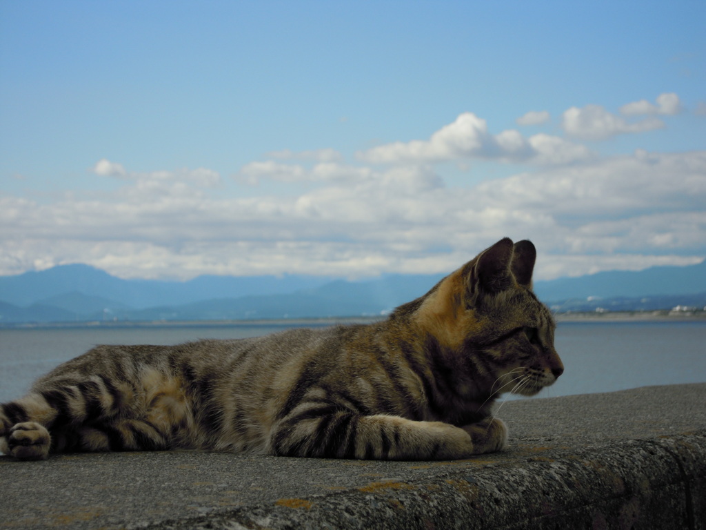 空と猫