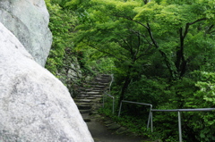 雨上がりの緑