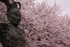 仁王桜
