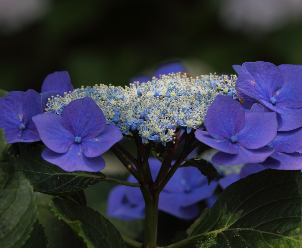 額紫陽花　4