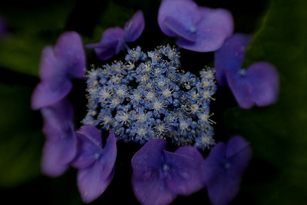 額紫陽花