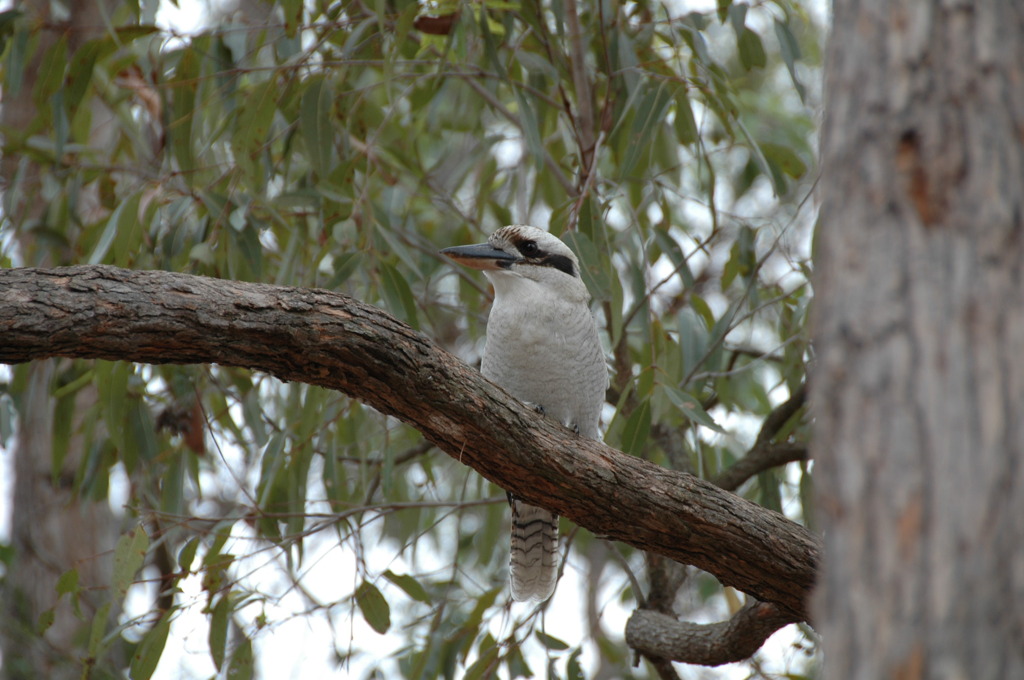 オーストラリアの鳥　Ⅶ