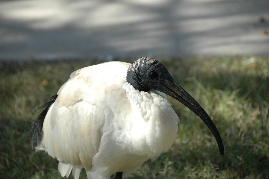 オーストラリアの鳥　Ⅱ