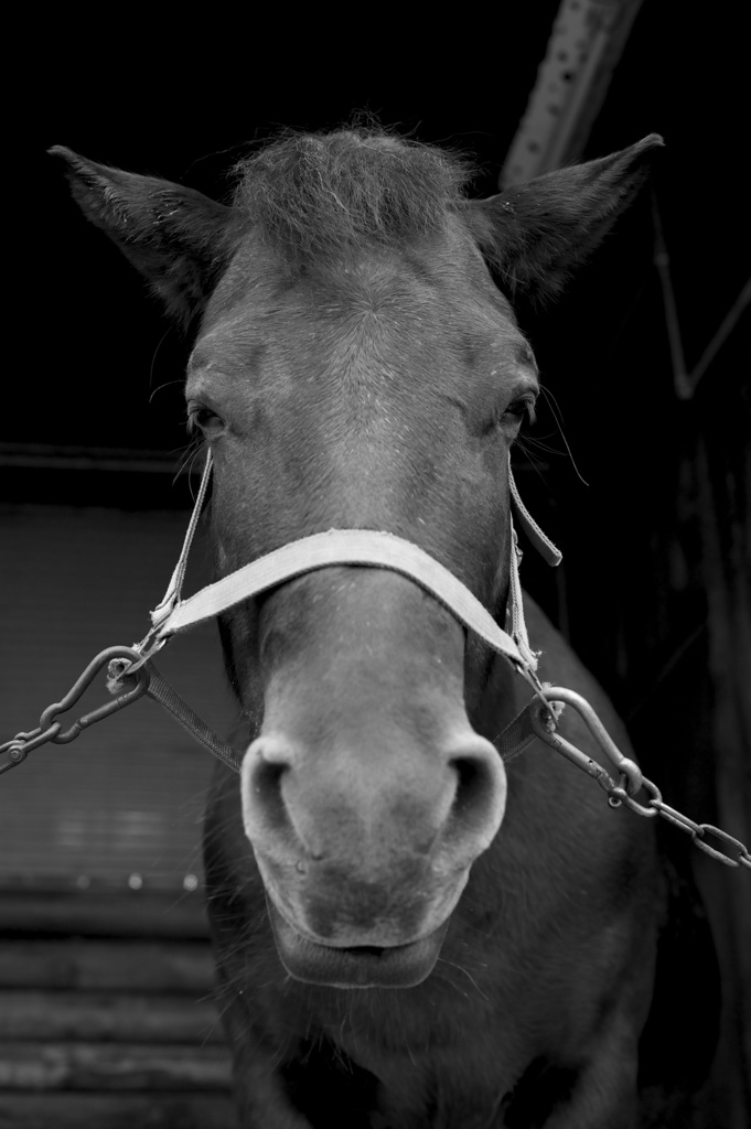 牧場の馬