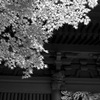 鎌倉/Kamakura