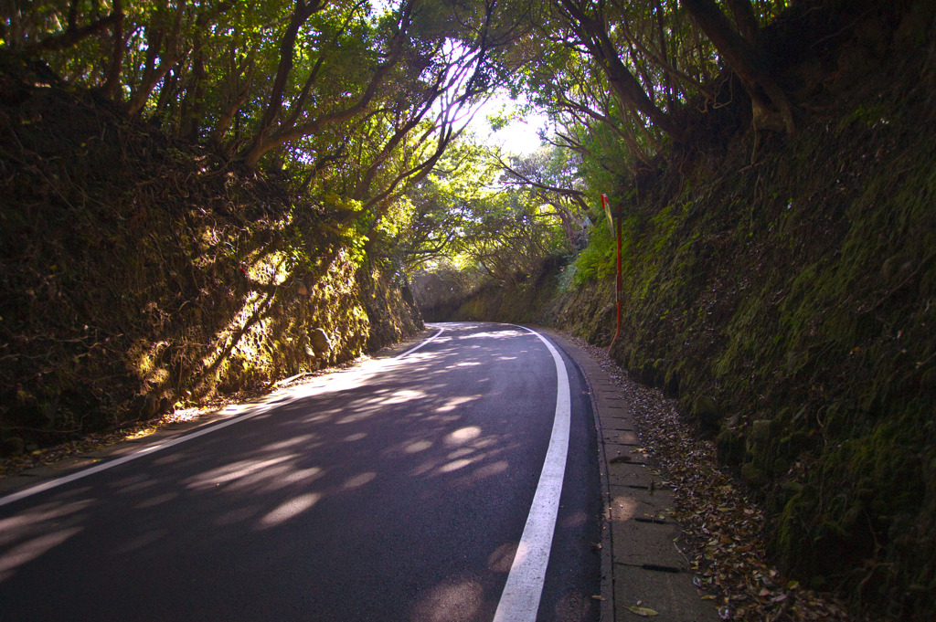 木漏れ日の快走路