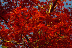 紅葉
