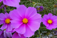 コスモス