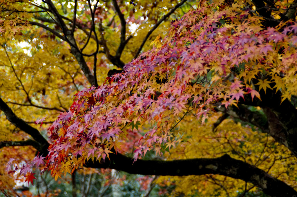 紅く