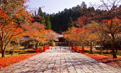 紅葉舞う参道