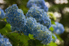 紫陽花