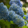 紫陽花