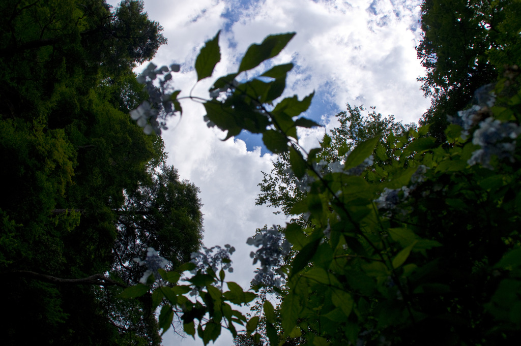 空を仰げば入道雲