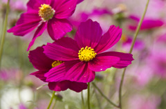 コスモス