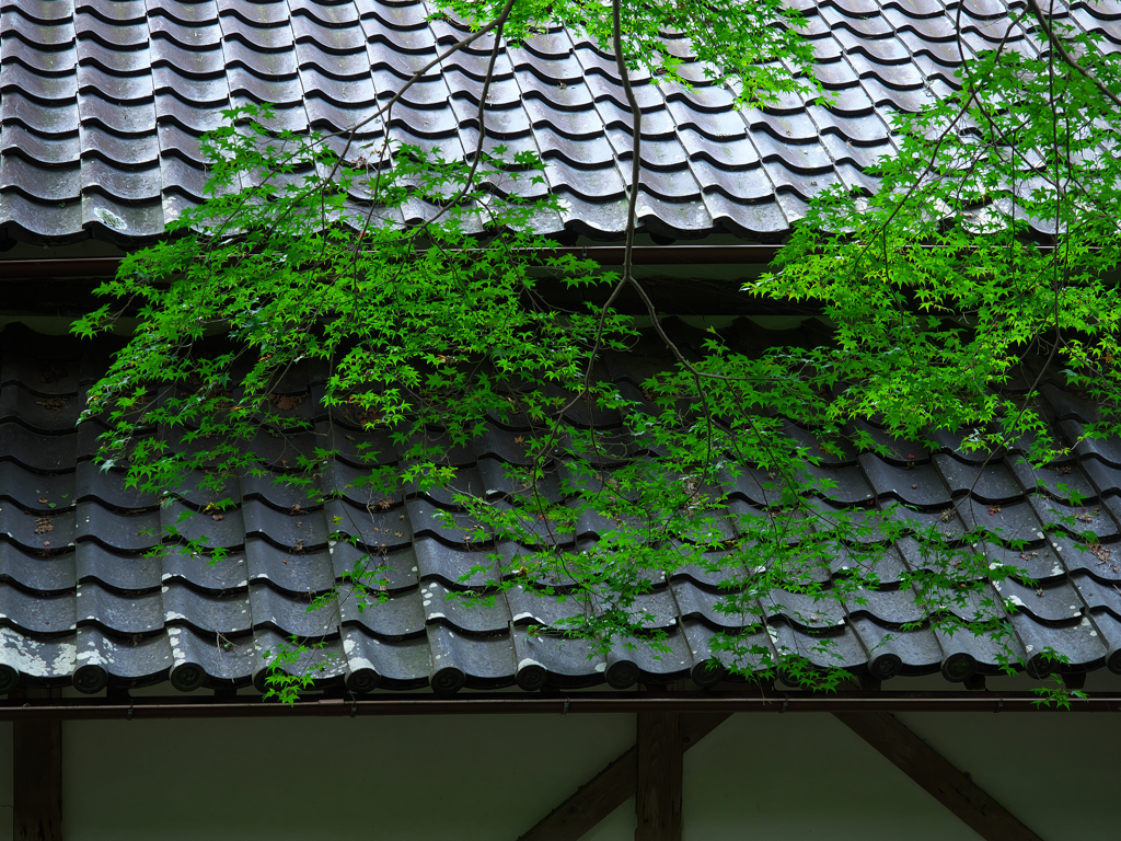 屋根