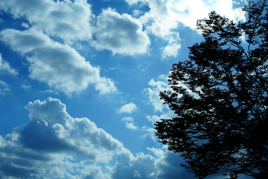 その木は雲に憧れて