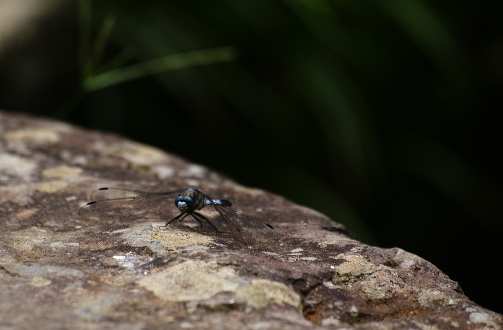 あおいろメガネ