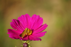 お食事中おじゃまします。