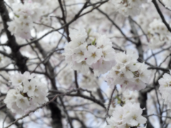 桜