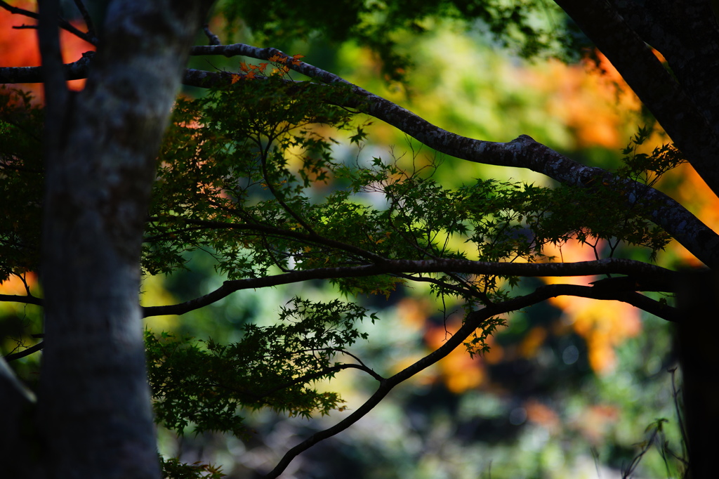 この青さに魅せられて