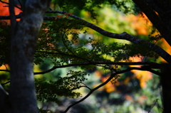 この青さに魅せられて