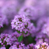 名前の知らないお花だけれど