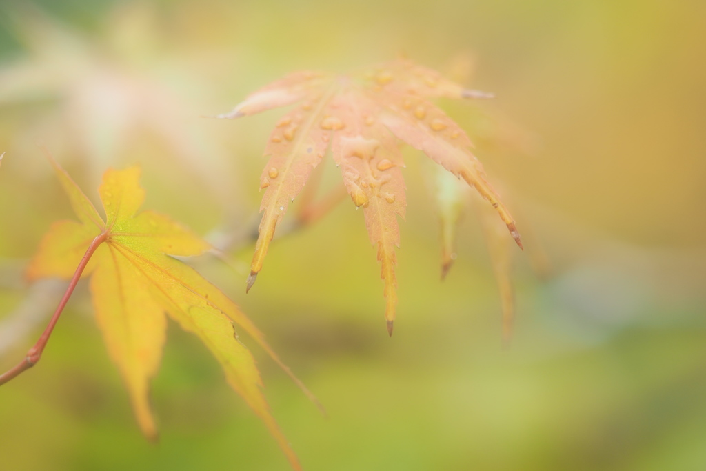 雨のあと（爽やか編）