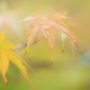 雨のあと（爽やか編）