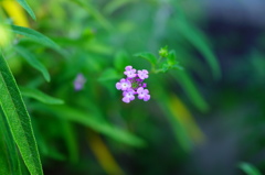 かわいく咲きました