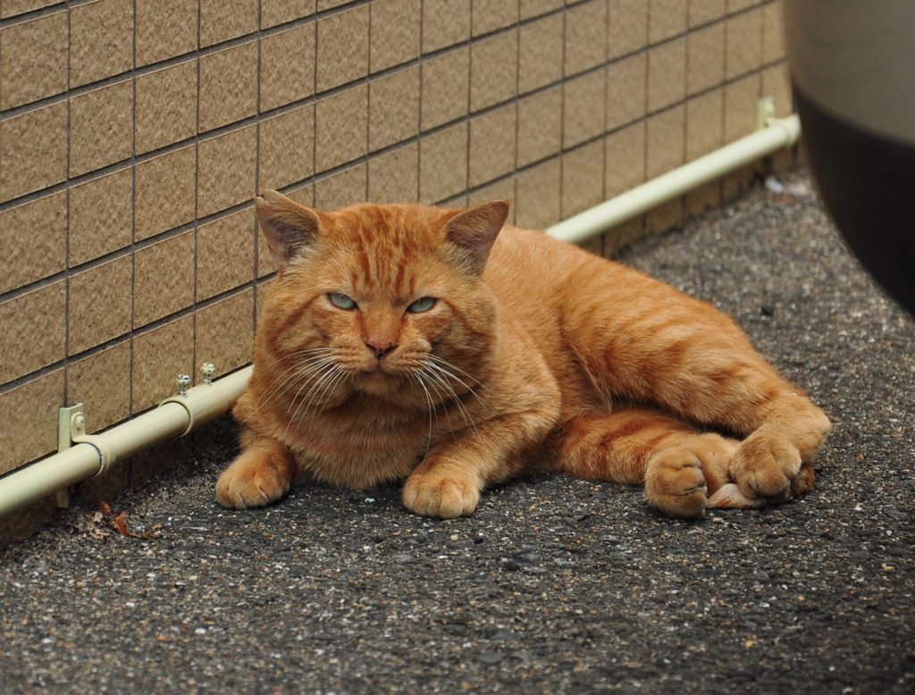 エースのジョー？