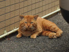 エースのジョー？