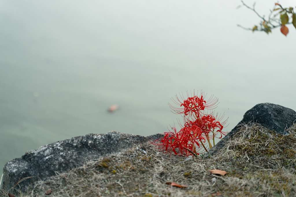 彼岸花