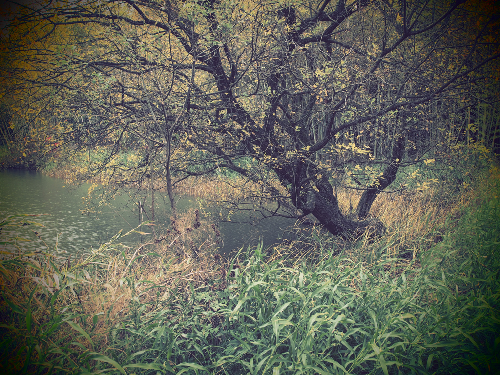 河童いるかな？