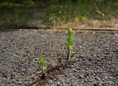 息子よすくすく育て! 息子よすくすく育て!