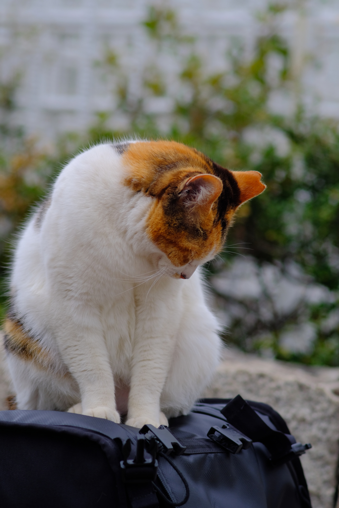 カメラバッグの上で寝ないでね