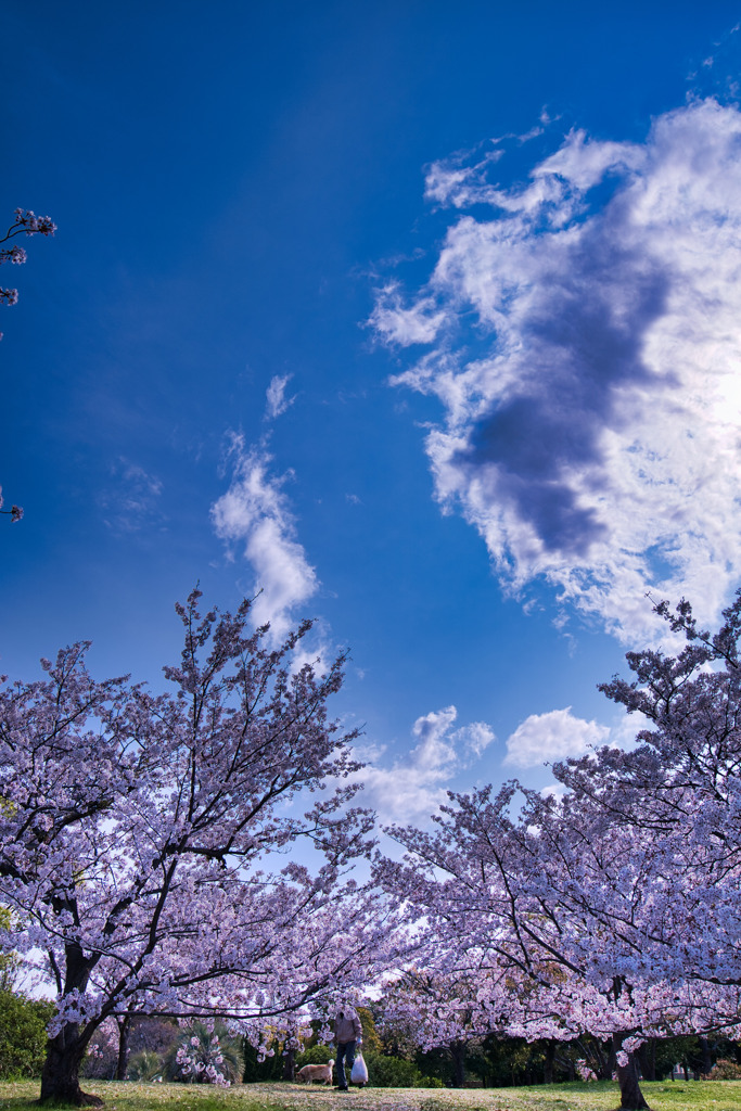 わんちゃんの散歩と桜日和