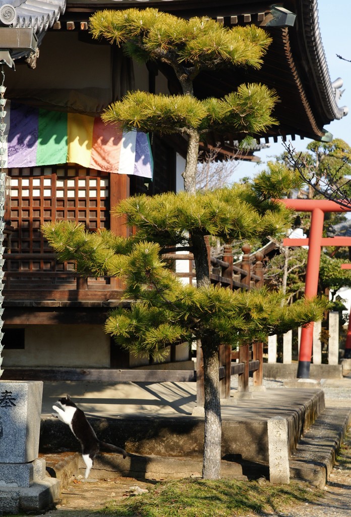 ジャ～ンプ！！