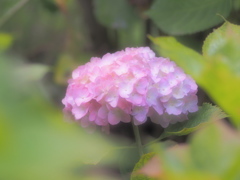可愛い帽子