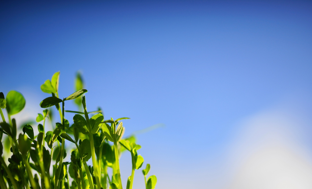 大きく育ったらいただきま~す。　その2