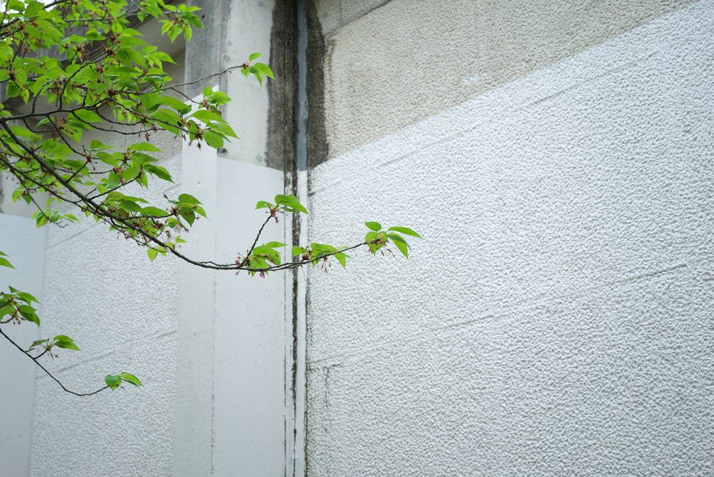 壁と葉桜？