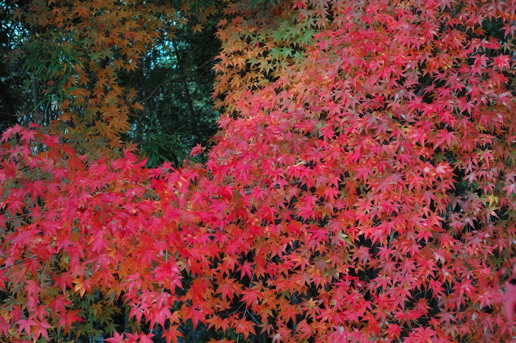 紅葉