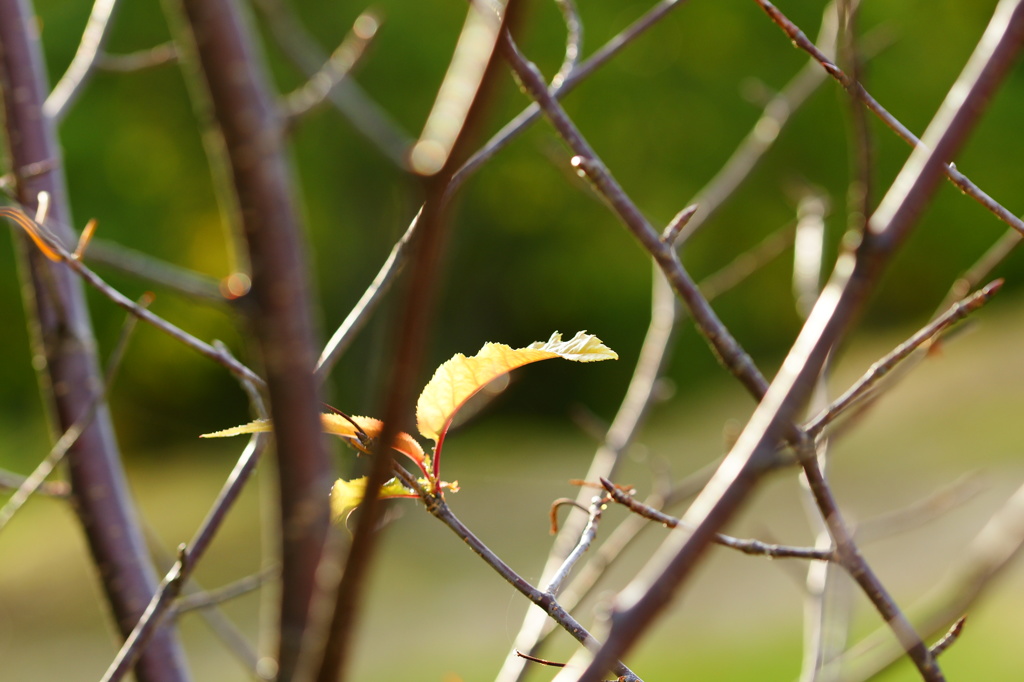 やっぱり反り返りすぎですあなたたち！！