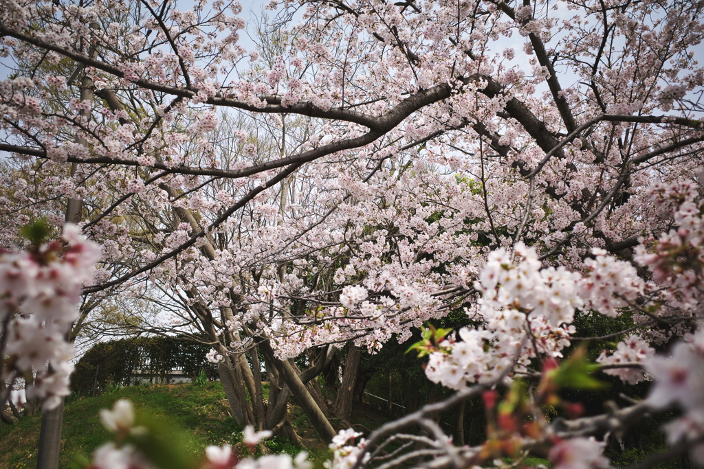墓園の桜