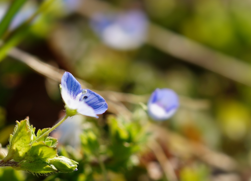 ちっちゃなお花