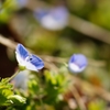 ちっちゃなお花