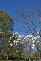 白木蓮咲く