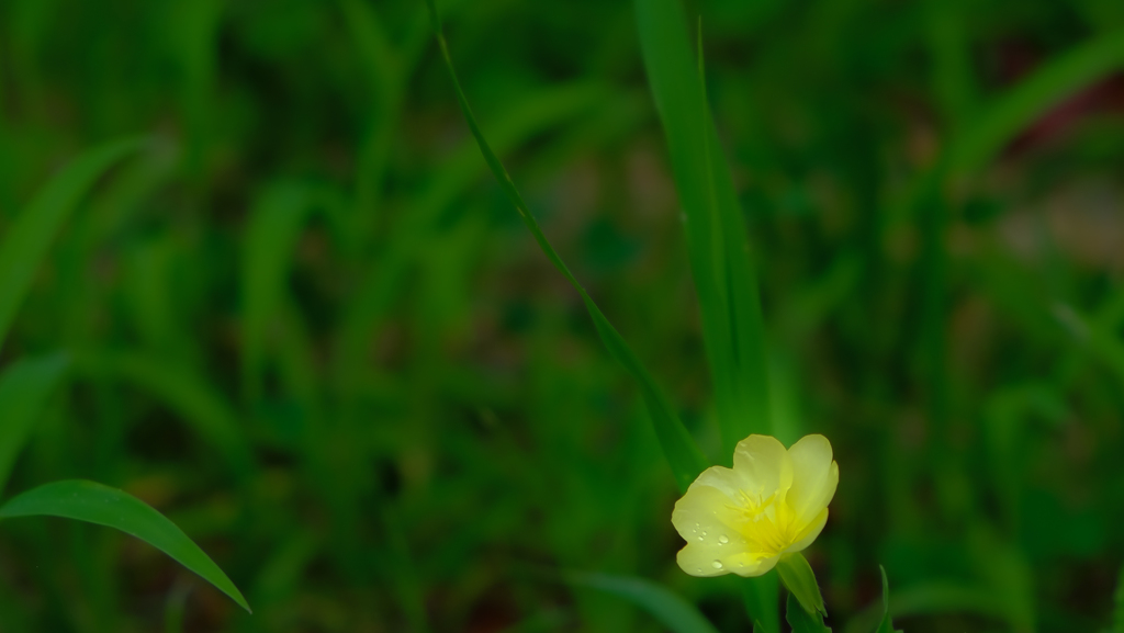 落とした涙のウソ 