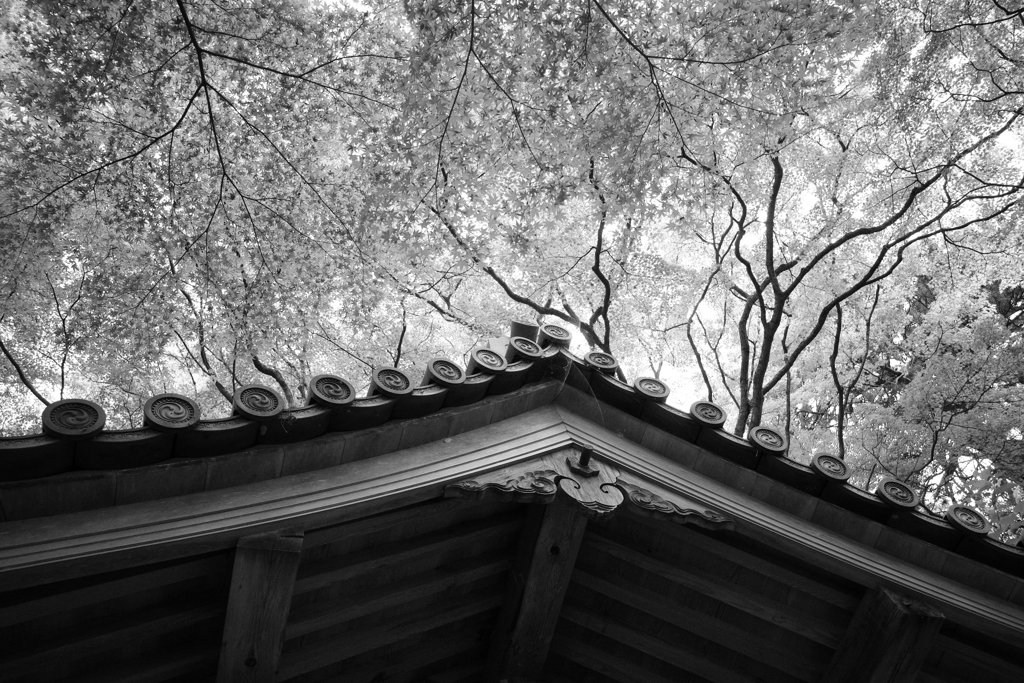 見上げれば星空