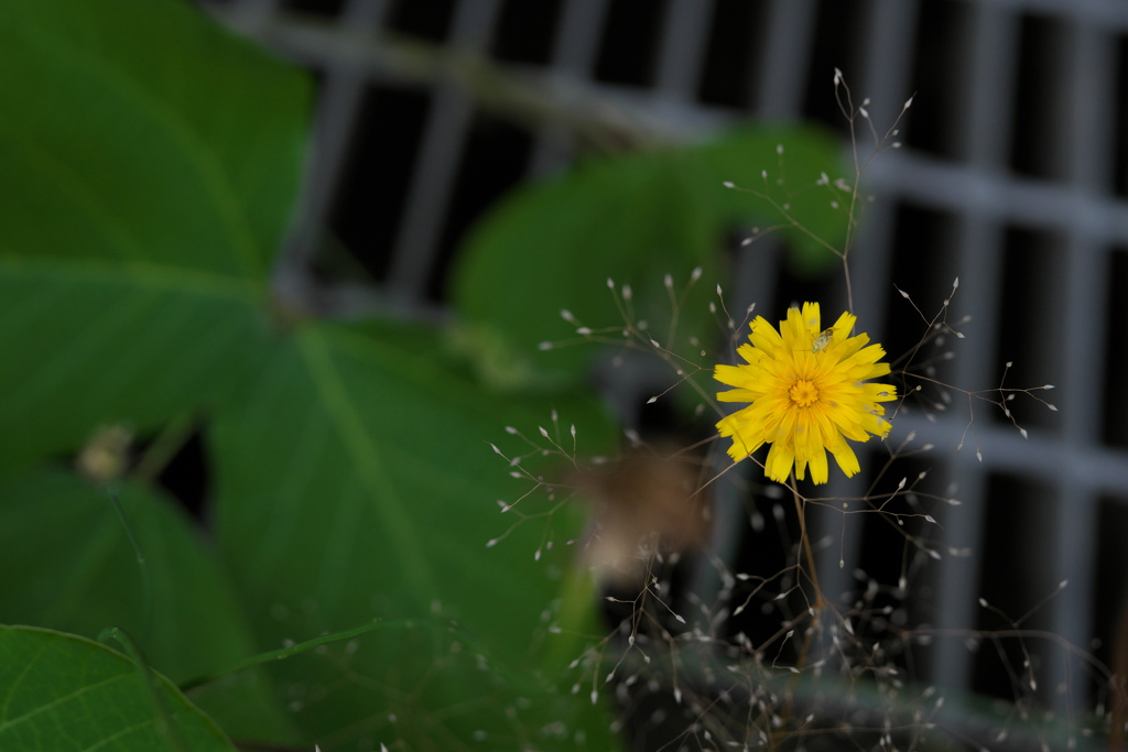 花火にのって