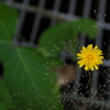 花火にのって